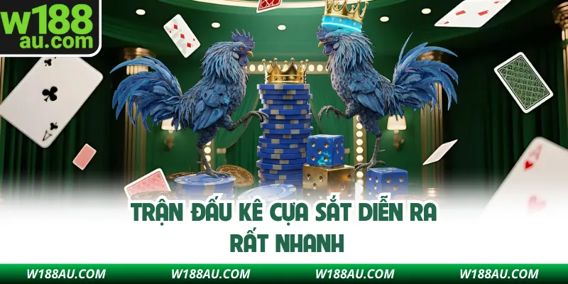 Trận đấu kê cựa sắt diễn ra rất nhanh